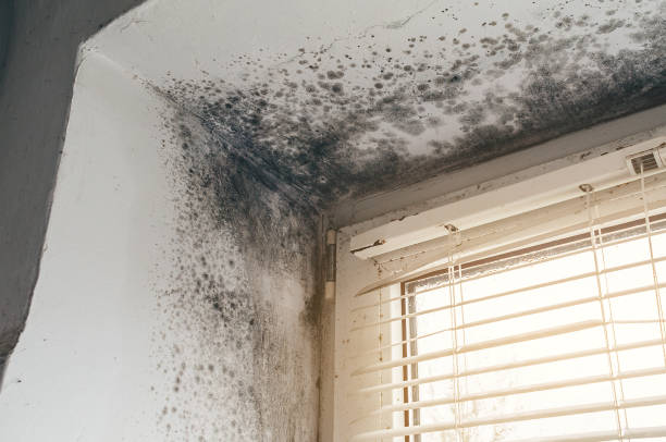 Affordable Mold Remediation solutions in Groveland, FL
