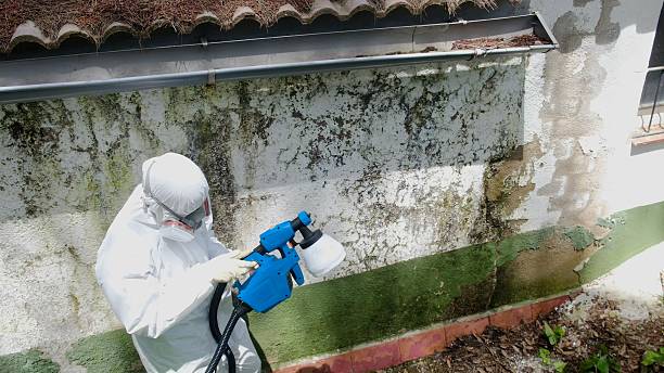 Top rated local Mold Remediation specialists in Groveland, FL
